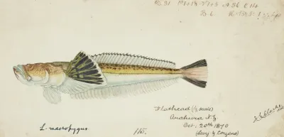 Leptoscopus Macropygus Nz Estuarine Stargazer
