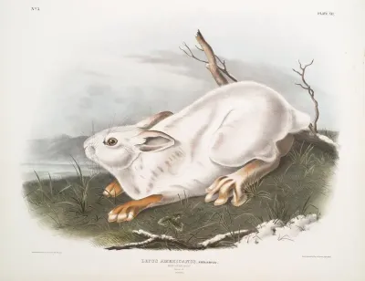 Lepus Americanus Northern Hare Natural Size Winter