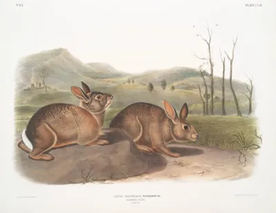 Lepus Bachmani Bachmans Hare Natural Size