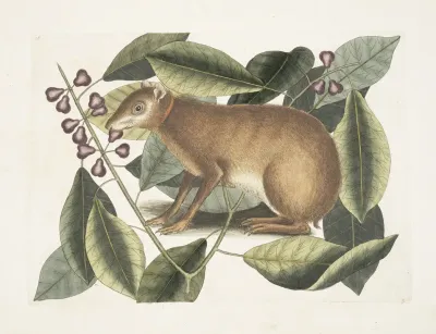 Lepus Javensis The Java Hare Ficus Citrii Folio C