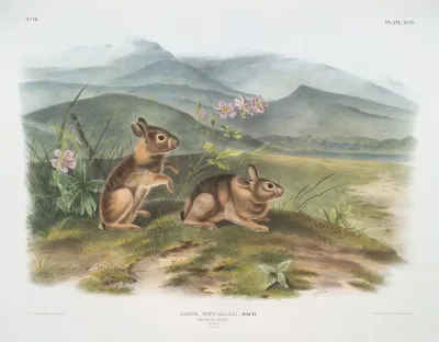 Lepus Nuttallii Nuttalls Hare Males Natural Size