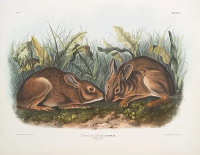 Lepus Palustris Marsh Hare Natural Size
