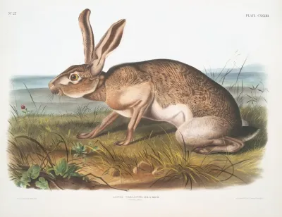 Lepus Texianus Texian Hare Male Natural Size