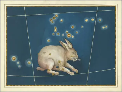 Lepus