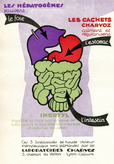 Les Hepatogenes