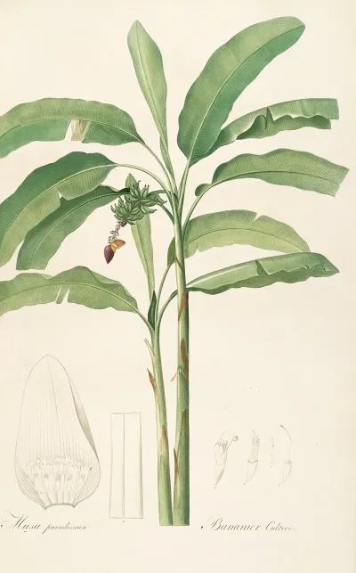 Les Liliacees Pl 22