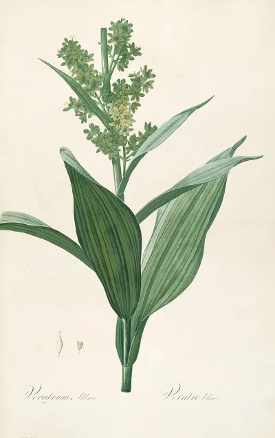 Les Liliacees Pl 26