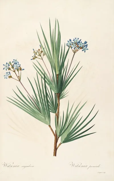 Les Liliacees Pl 32