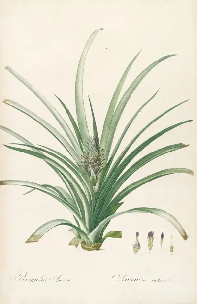 Les Liliacees Pl 34