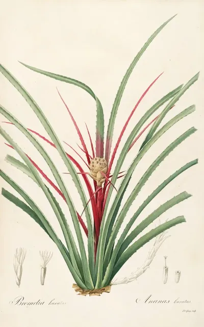 Les Liliacees Pl 36