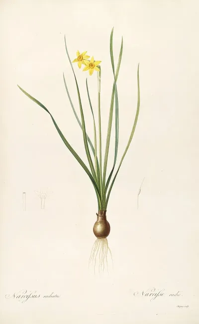 Les Liliacees Pl 38