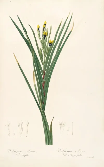 Les Liliacees Pl 42