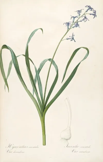 Les Liliacees Pl 44
