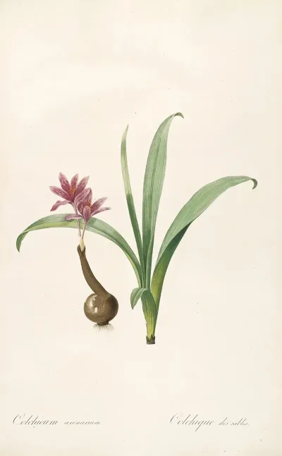 Les Liliacees Pl 46