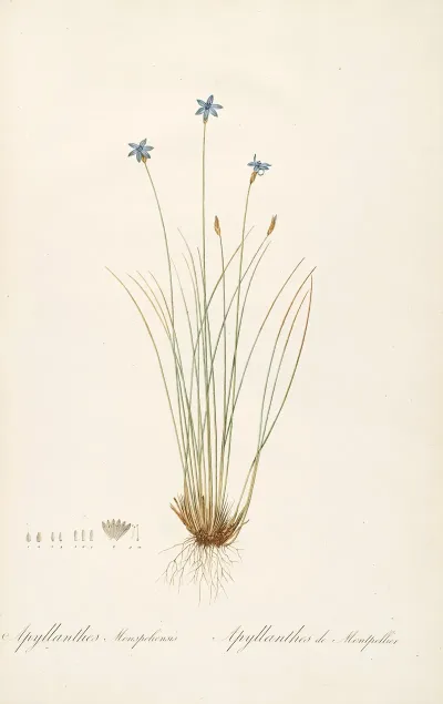 Les Liliacees Pl 62