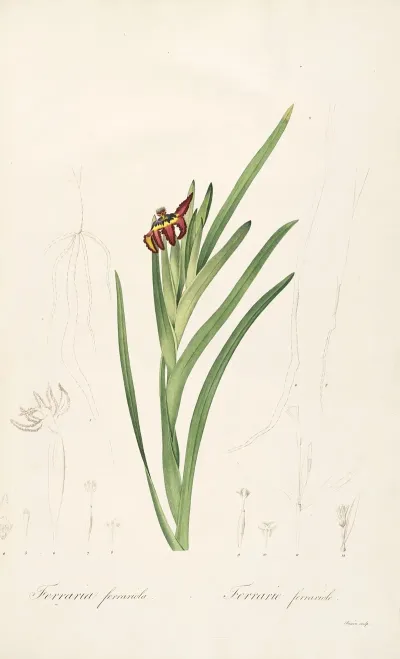 Les Liliacees Pl 63