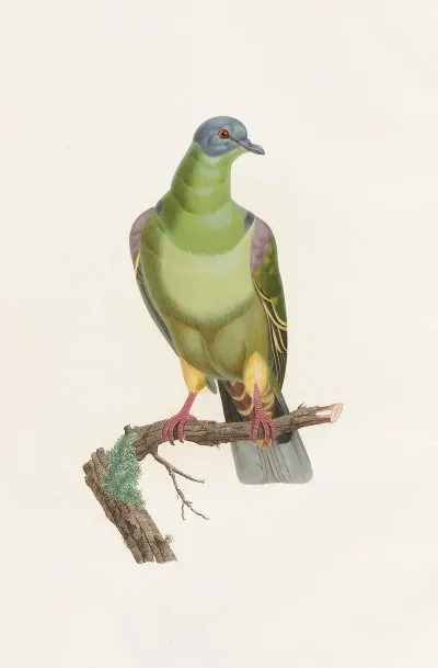 Les Pigeons Pl 02