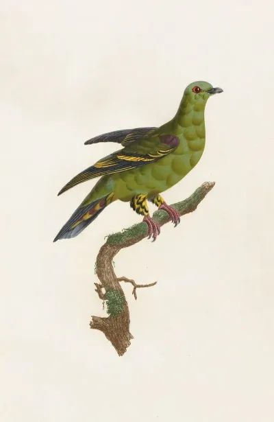 Les Pigeons Pl 03