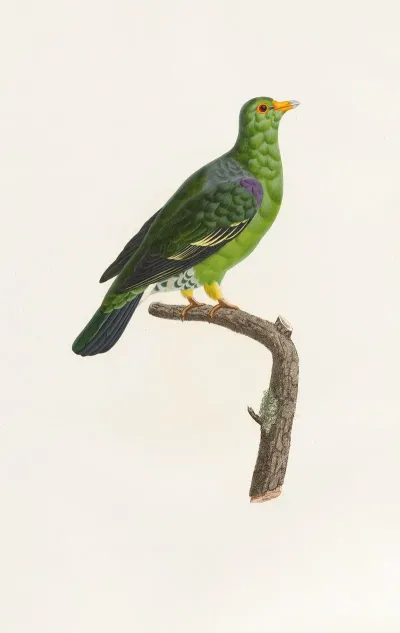 Les Pigeons Pl 07