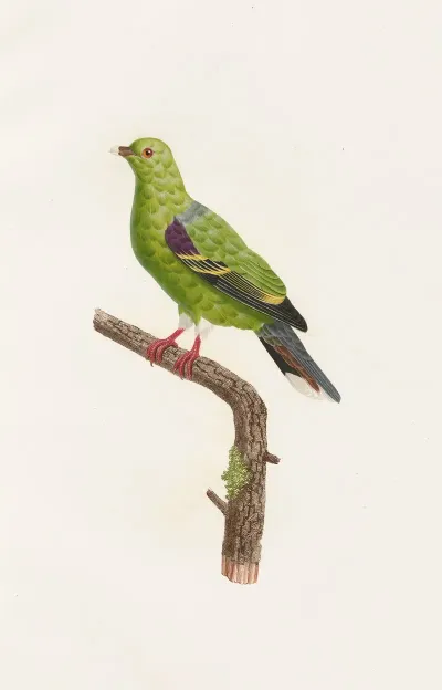 Les Pigeons Pl 09