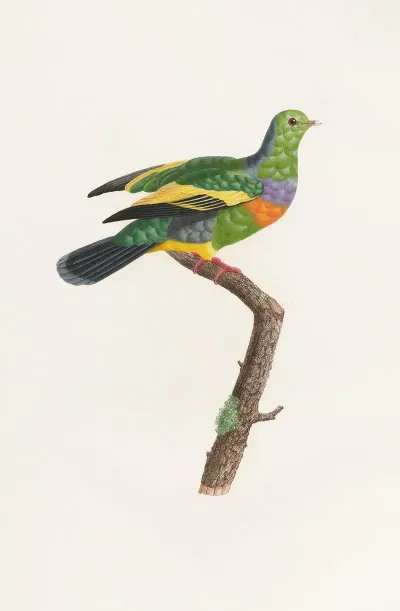Les Pigeons Pl 10