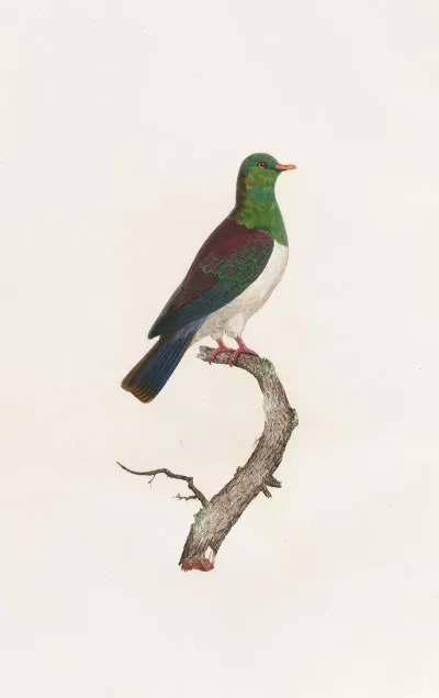 Les Pigeons Pl 12