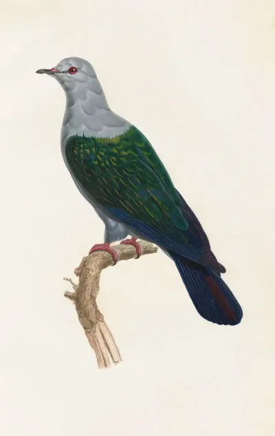 Les Pigeons Pl 15
