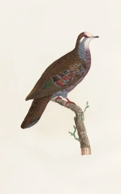 Les Pigeons Pl 19