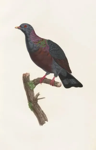 Les Pigeons Pl 21