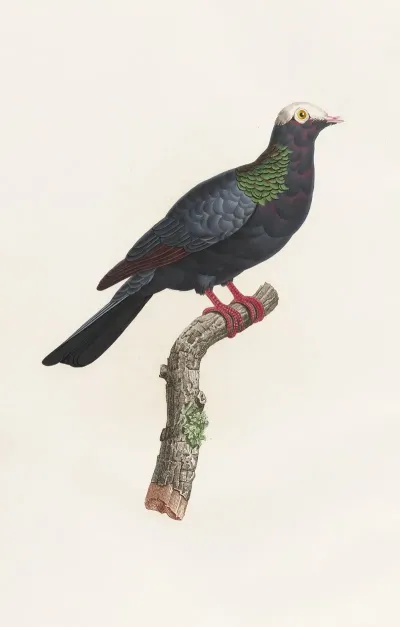 Les Pigeons Pl 24