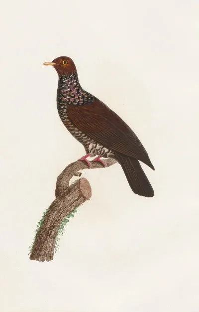 Les Pigeons Pl 25