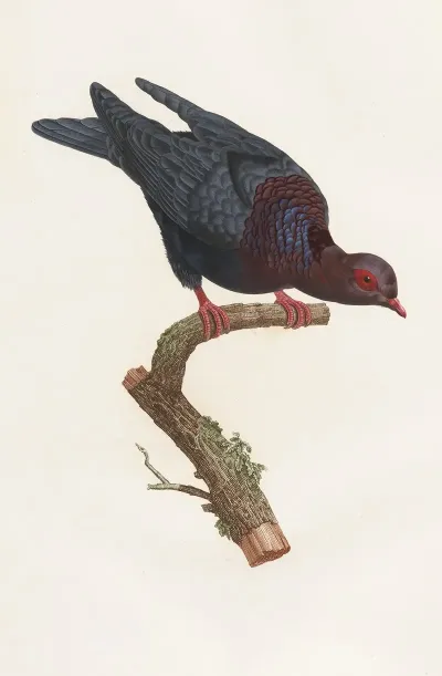 Les Pigeons Pl 26