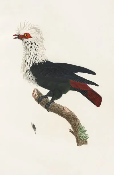 Les Pigeons Pl 30
