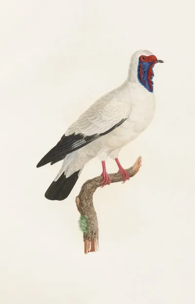 Les Pigeons Pl 32