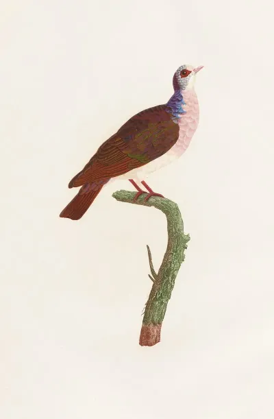 Les Pigeons Pl 41