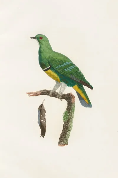 Les Pigeons Pl 44