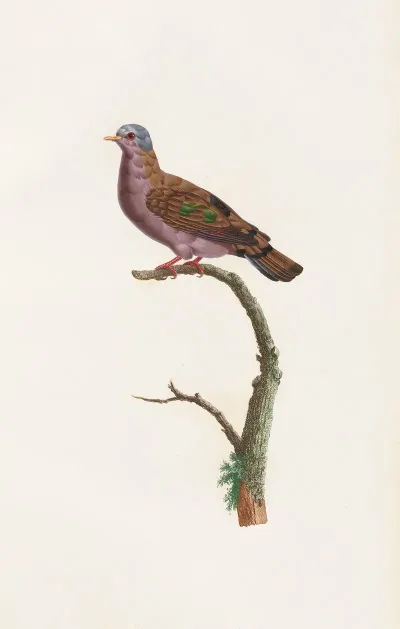 Les Pigeons Pl 51