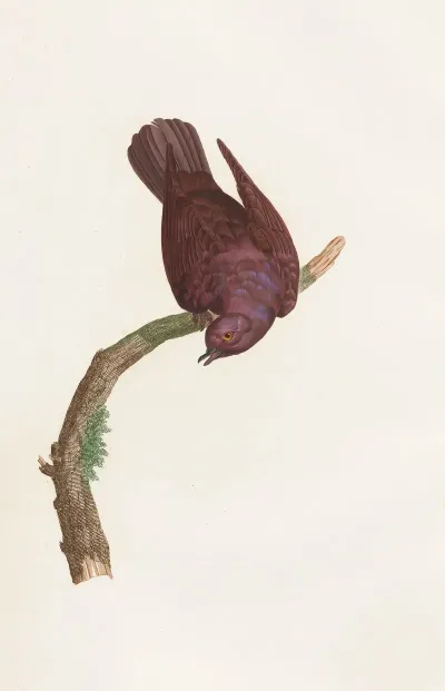 Les Pigeons Pl 53
