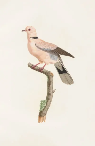 Les Pigeons Pl 56