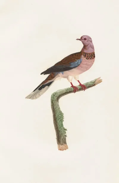 Les Pigeons Pl 57