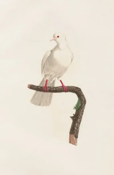 Les Pigeons Pl 58