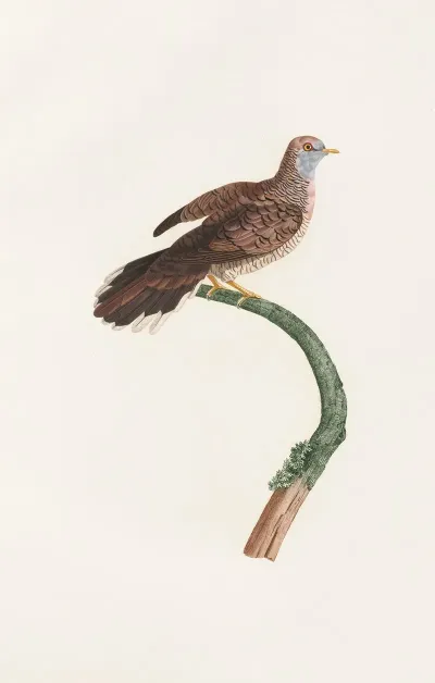 Les Pigeons Pl 59