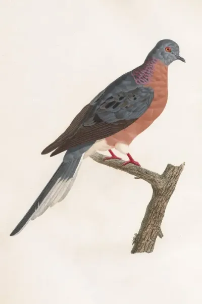 Les Pigeons Pl 60