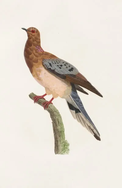 Les Pigeons Pl 61