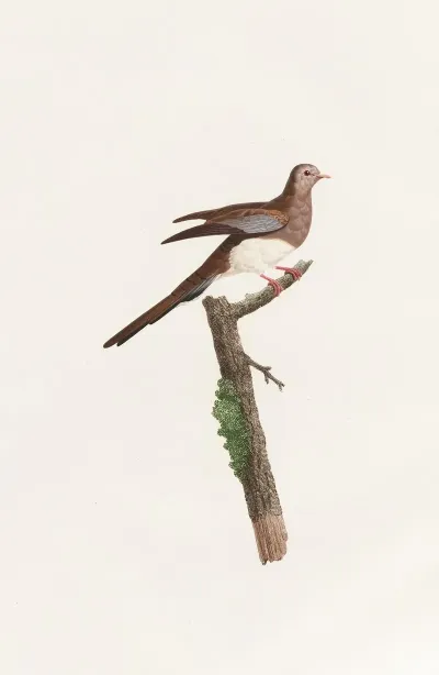 Les Pigeons Pl 65