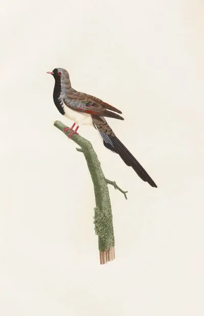 Les Pigeons Pl 66