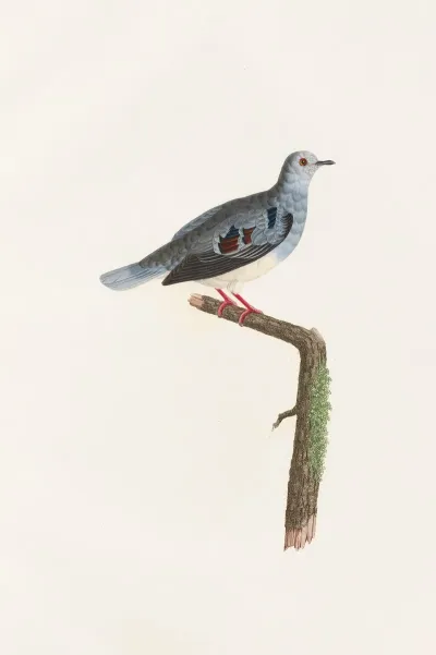 Les Pigeons Pl 69