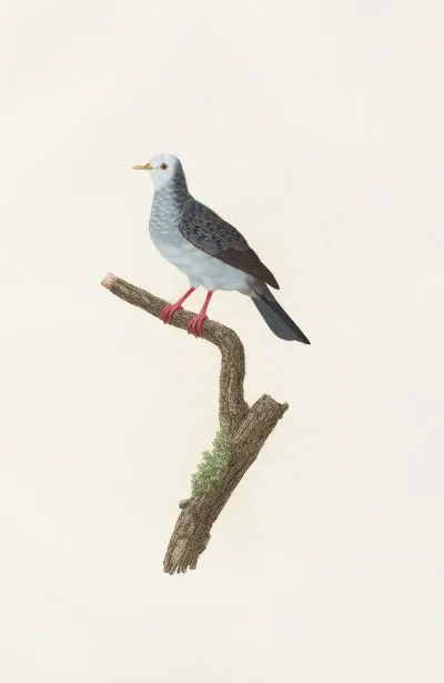 Les Pigeons Pl 70