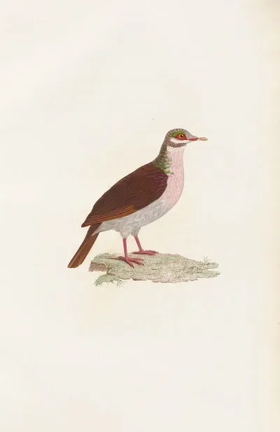 Les Pigeons Pl 75