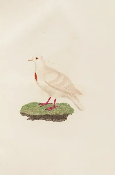 Les Pigeons Pl 80